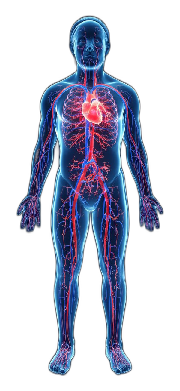 Circulatory system visualization